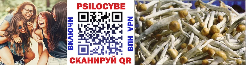 Галлюциногенные грибы Psilocybe  Купить где  Черногорск 